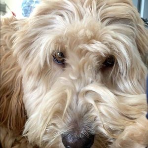 Meet your Posher, Ellie